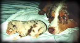 Juil and her son Smitty from her first litter.