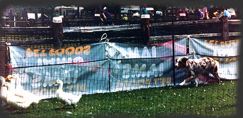 Juli at her first trial on ducks at 1 year of age.