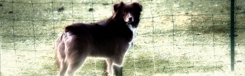 HOF Dam A-CH Winslows High Tone Woman STDdcsJSDA-N