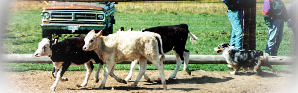 ASCA/Can Ch. Blu-Stars Rather Fight Than Switch, ASCA CDX/STDd Can/Am CD