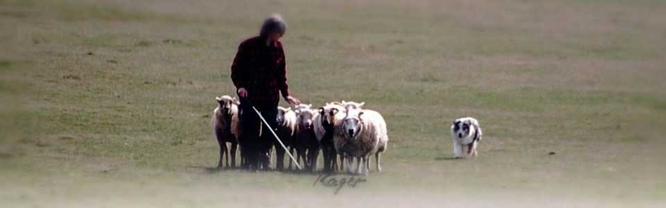 Winslows Double Trouble ATDds STDc RTDs HTD1ds