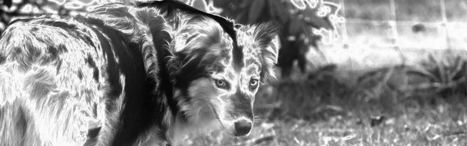 Winslows Shaman Snake Dance