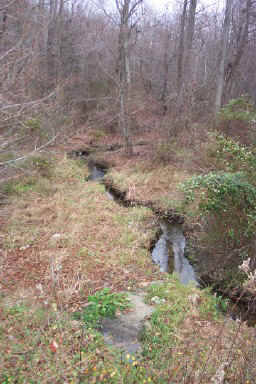 GoldyRun3.jpg (64520 bytes)