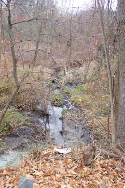 GoldyRun4.jpg (70477 bytes)