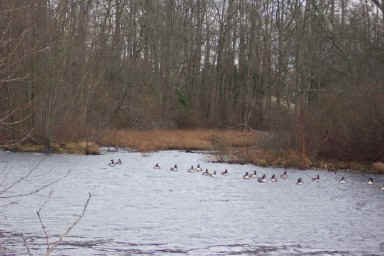 GoldyRunBeginning.jpg (43828 bytes)