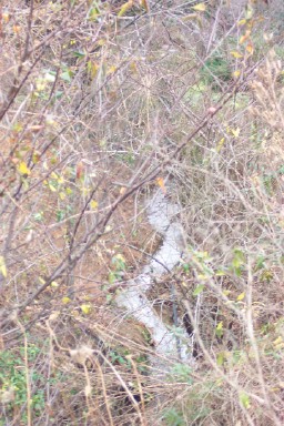 Goldy Run2.jpg (51368 bytes)