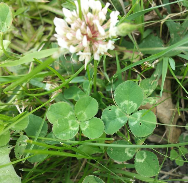 clover & flower