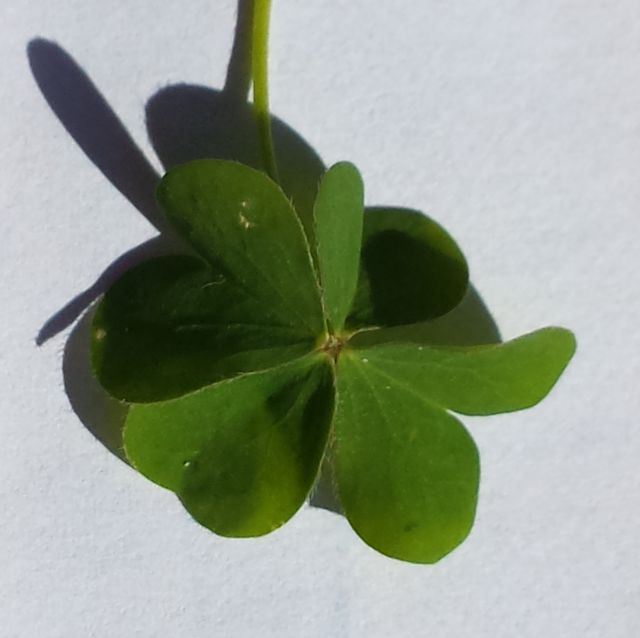 Wood Sorrel - 4 leaf