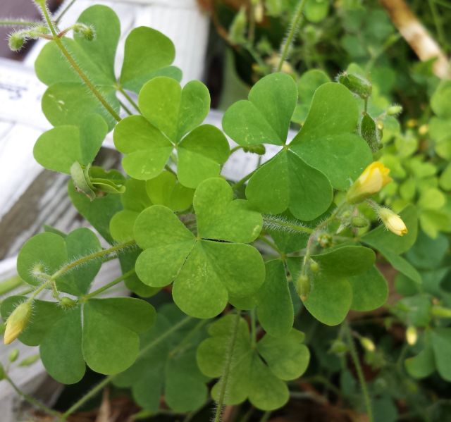 Wood Sorrel & flower