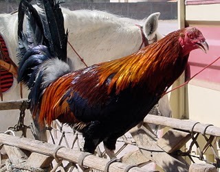 Rooster.JPG