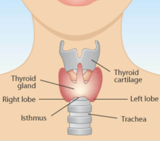 Thyroid