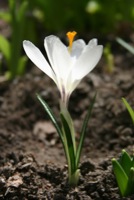 picture of one white crocus 