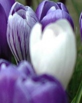 one white crocus among purple buds