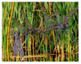 1Dragonfly Hope.jpg (149463 bytes)