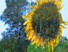 1sunflower70.jpg (114479 bytes)