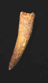 10019.JPG (32124 bytes)