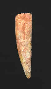 10020.JPG (43528 bytes)