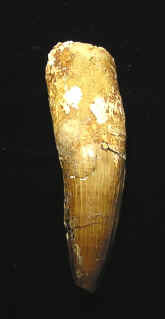 10021.JPG (45247 bytes)