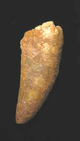 10022.JPG (47432 bytes)