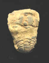 9293.JPG (70016 bytes)