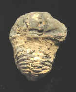 9294.JPG (51831 bytes)