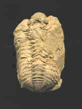 9296.JPG (61249 bytes)