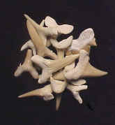 99020.jpg (32283 bytes)