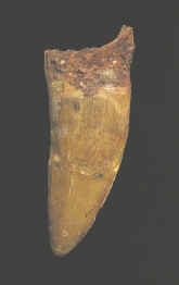 9917.JPG (50625 bytes)