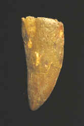 9919.JPG (52926 bytes)