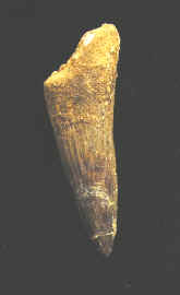 9920.JPG (52241 bytes)