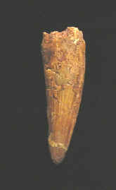 9921.JPG (35083 bytes)