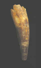 9922.JPG (56065 bytes)