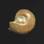 9923.JPG (49300 bytes)