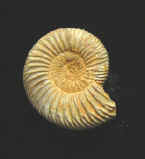 9927.JPG (66164 bytes)