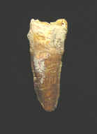 9930.JPG (26422 bytes)