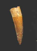 9931.JPG (25816 bytes)