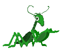 praying mantis