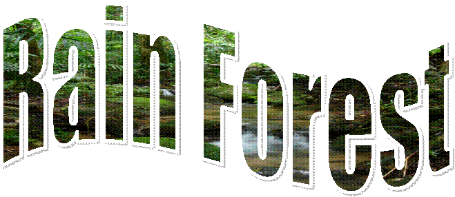 Rain Forest